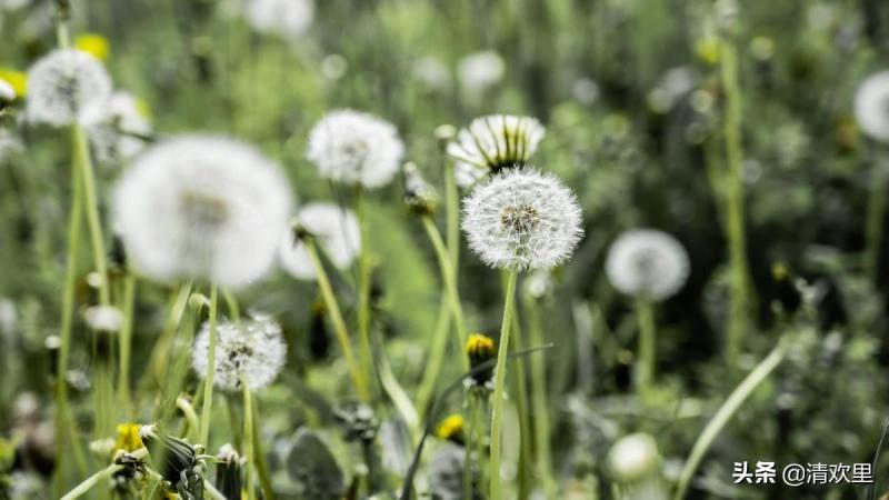 蒲公英花语（蒲公英的寓意和象征）